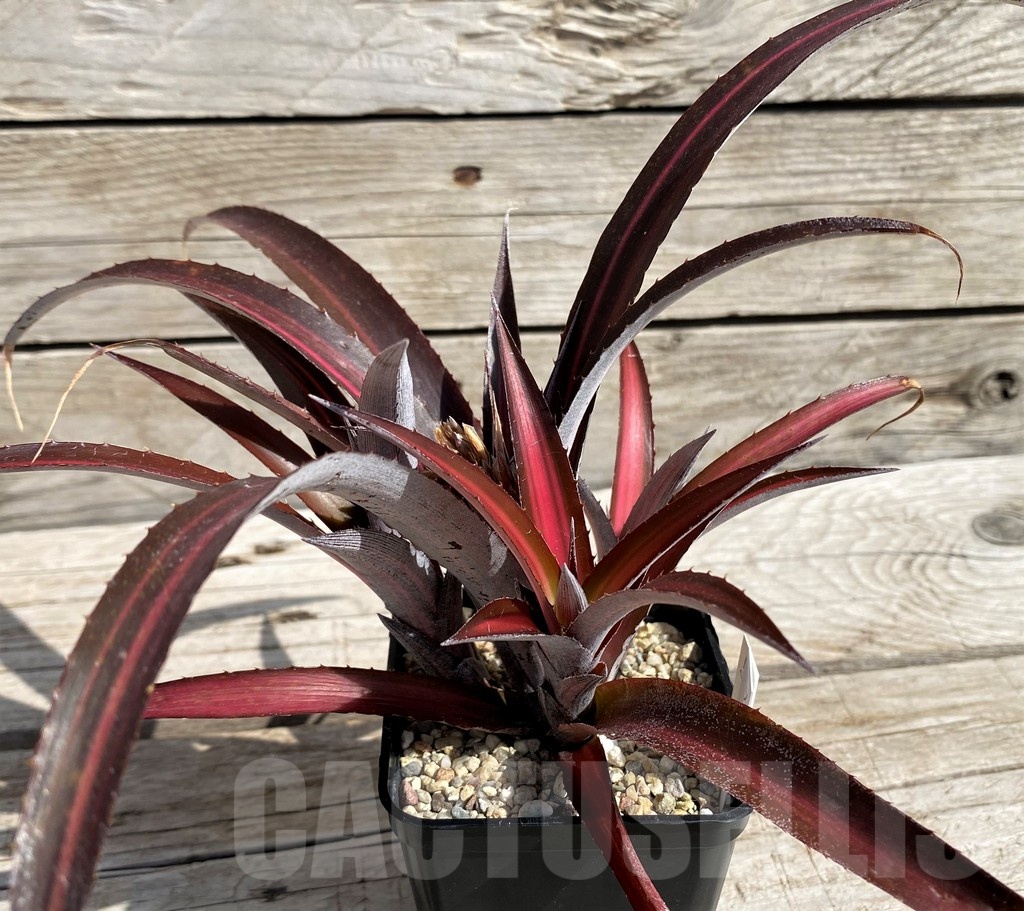 SH5627 Biltanthus 'Red Burst'