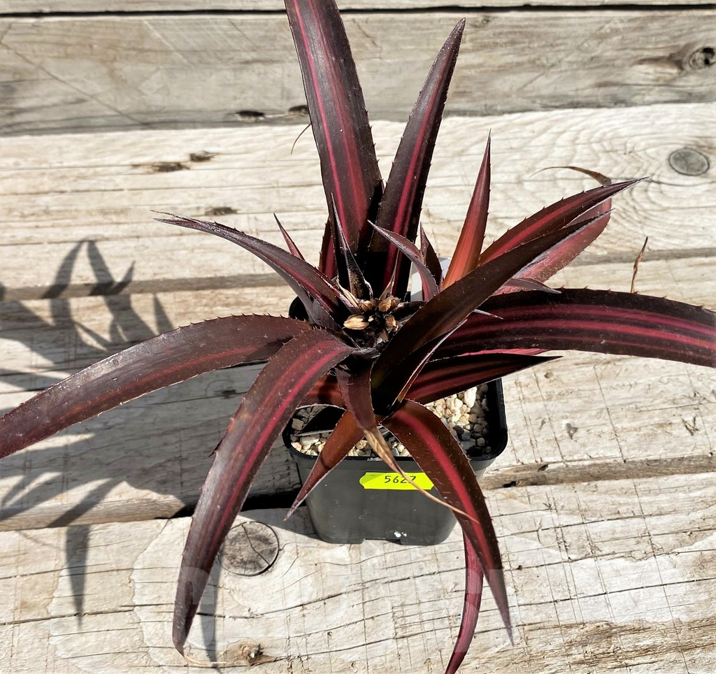 SH5627 Biltanthus 'Red Burst' - Image 2
