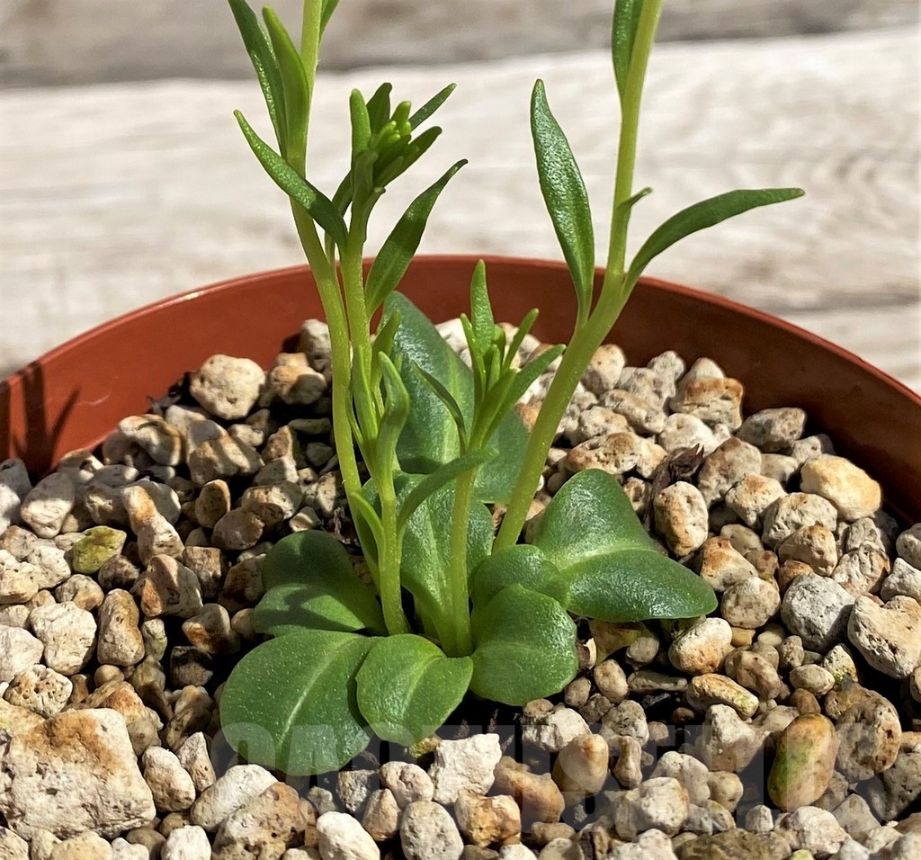 SH5657 Aeollanthus aff. subacaulis v. linearis