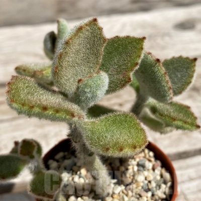 SH5662 Kalanchoe 'Fang'
