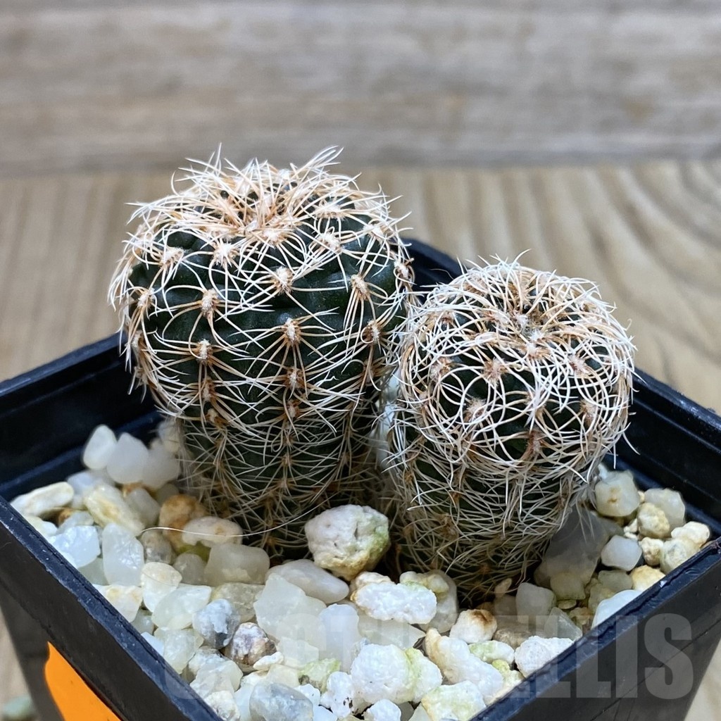 SH567 Gymnocalycium carolinense ssp. ludwigii GN 1551, 2 plants - Image 2