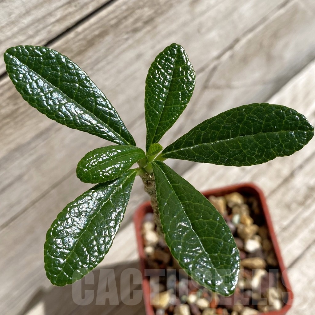 SH5682 Dorstenia gigas