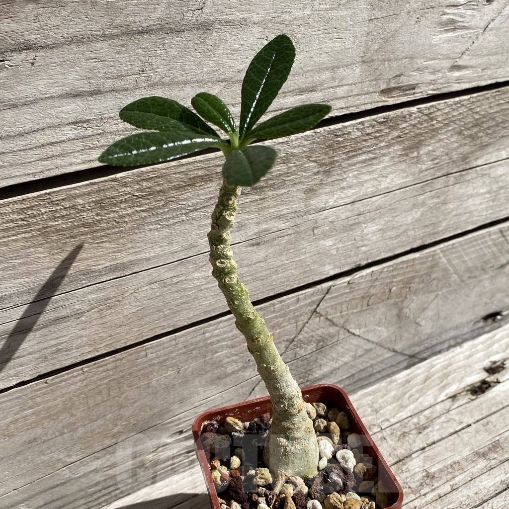 SH5682 Dorstenia gigas - Image 2