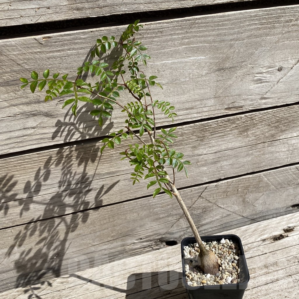 SH5683 Operculicarya borealis, seedling - Image 2