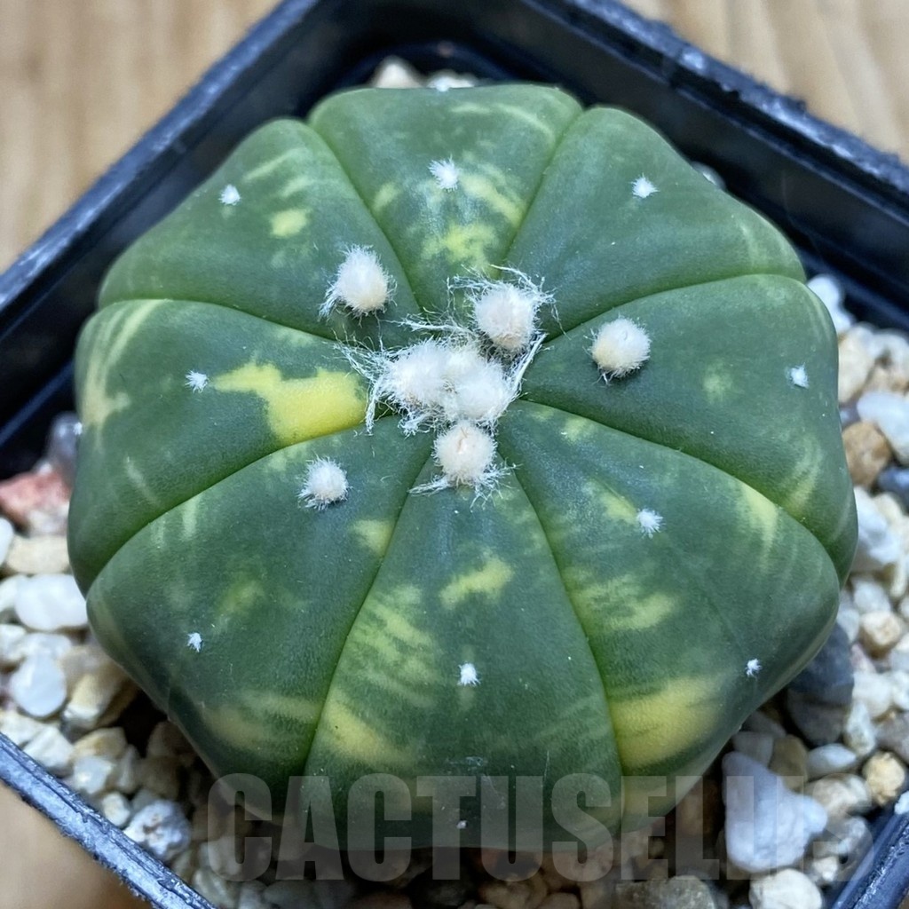 SH5686 Astrophytum asterias f. variegata