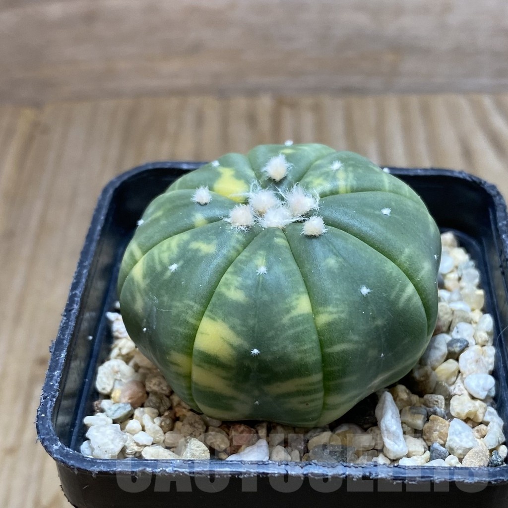 SH5686 Astrophytum asterias f. variegata - Image 2