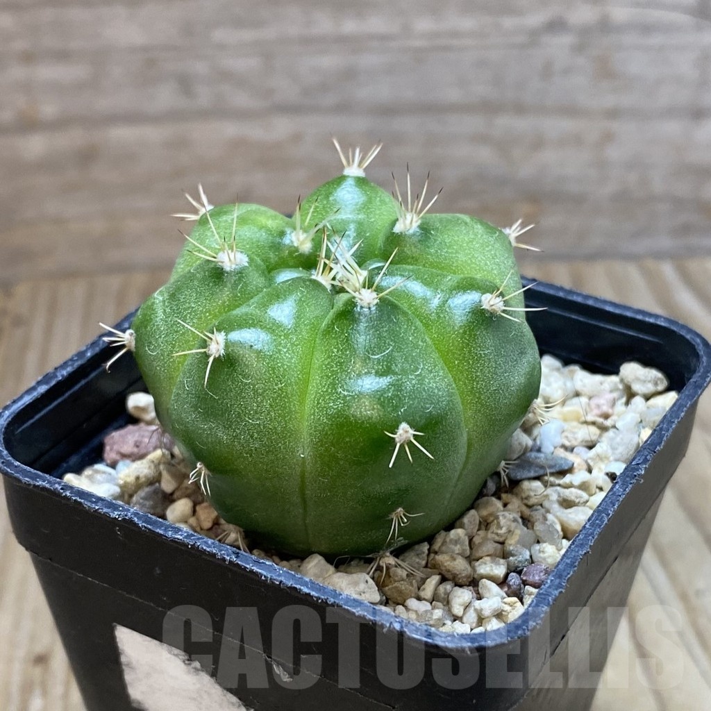 SH5713 Gymnocalycium mihanovichii ‘Green Marble’ - Image 2