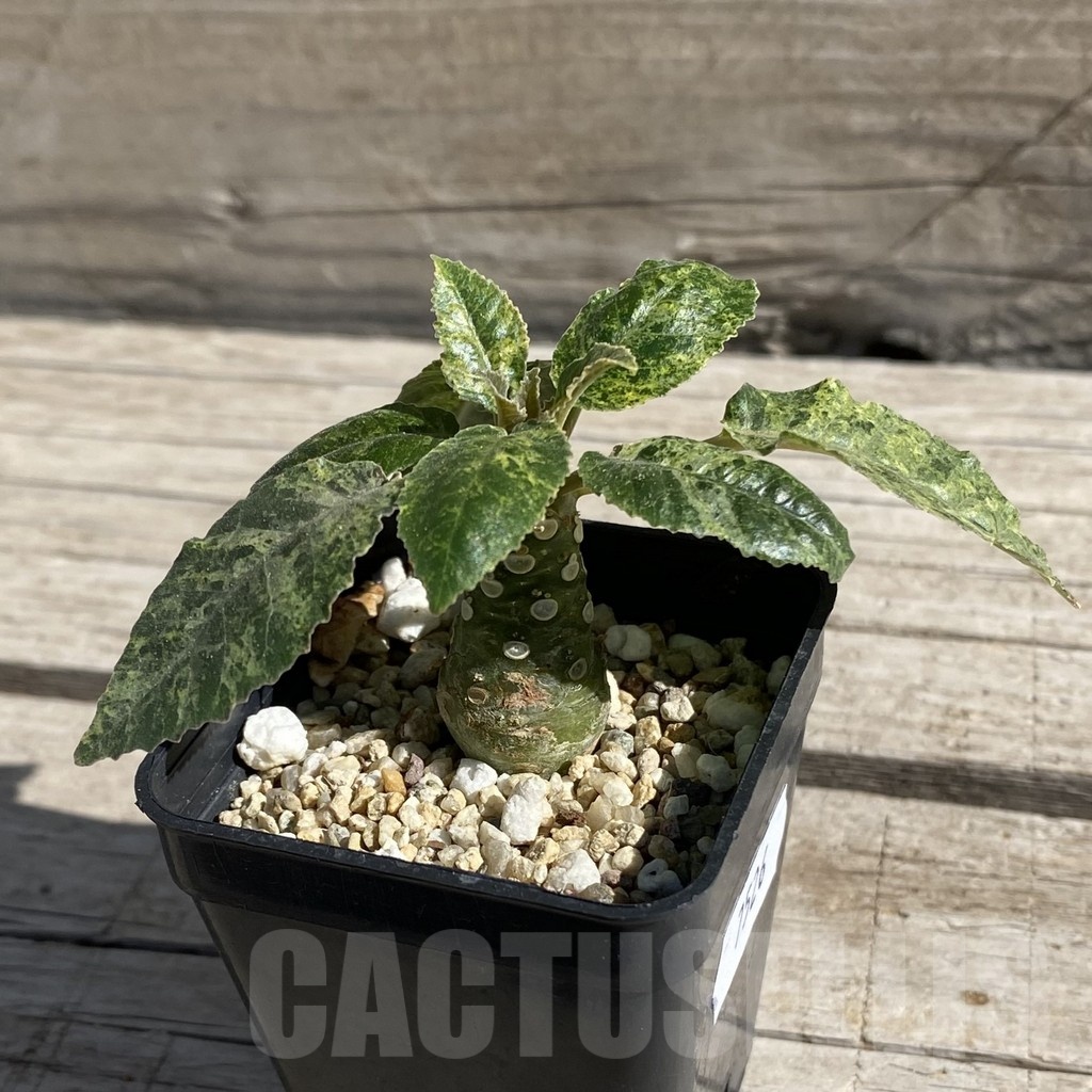 SH7526 Dorstenia hybrid f. variegata - Image 2