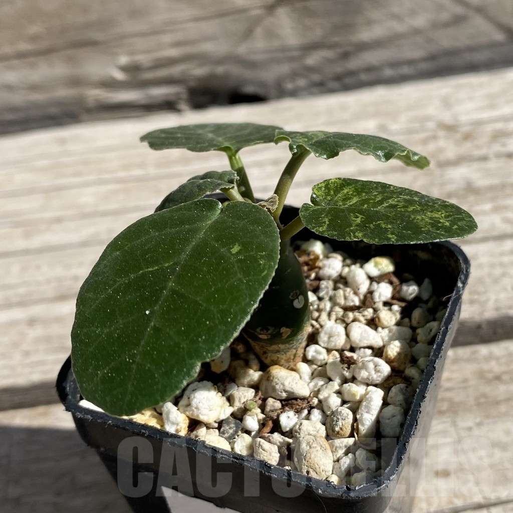 SH7527 Dorstenia foetida f. variegata - Image 2