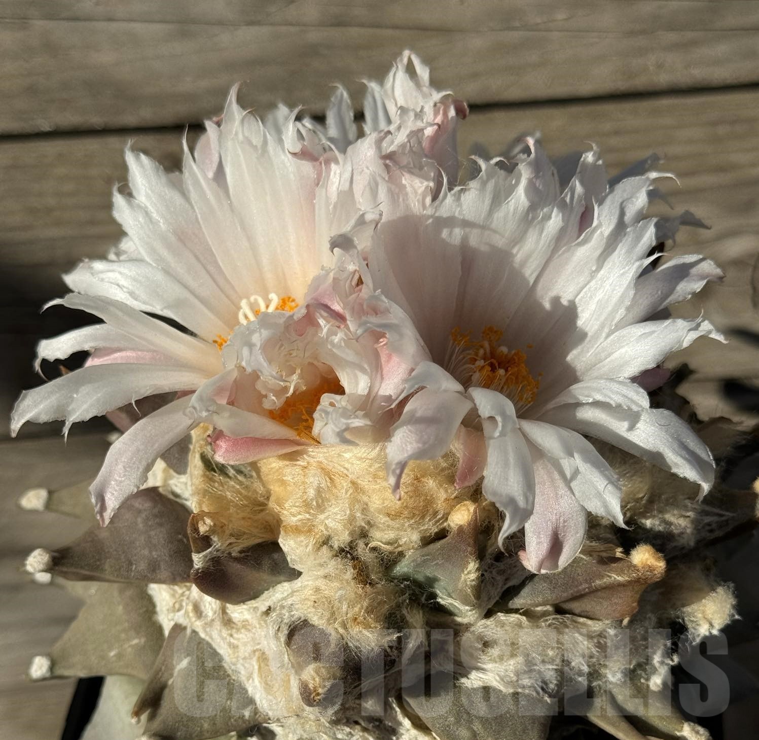 SH754 Ariocarpus retusus, grafted