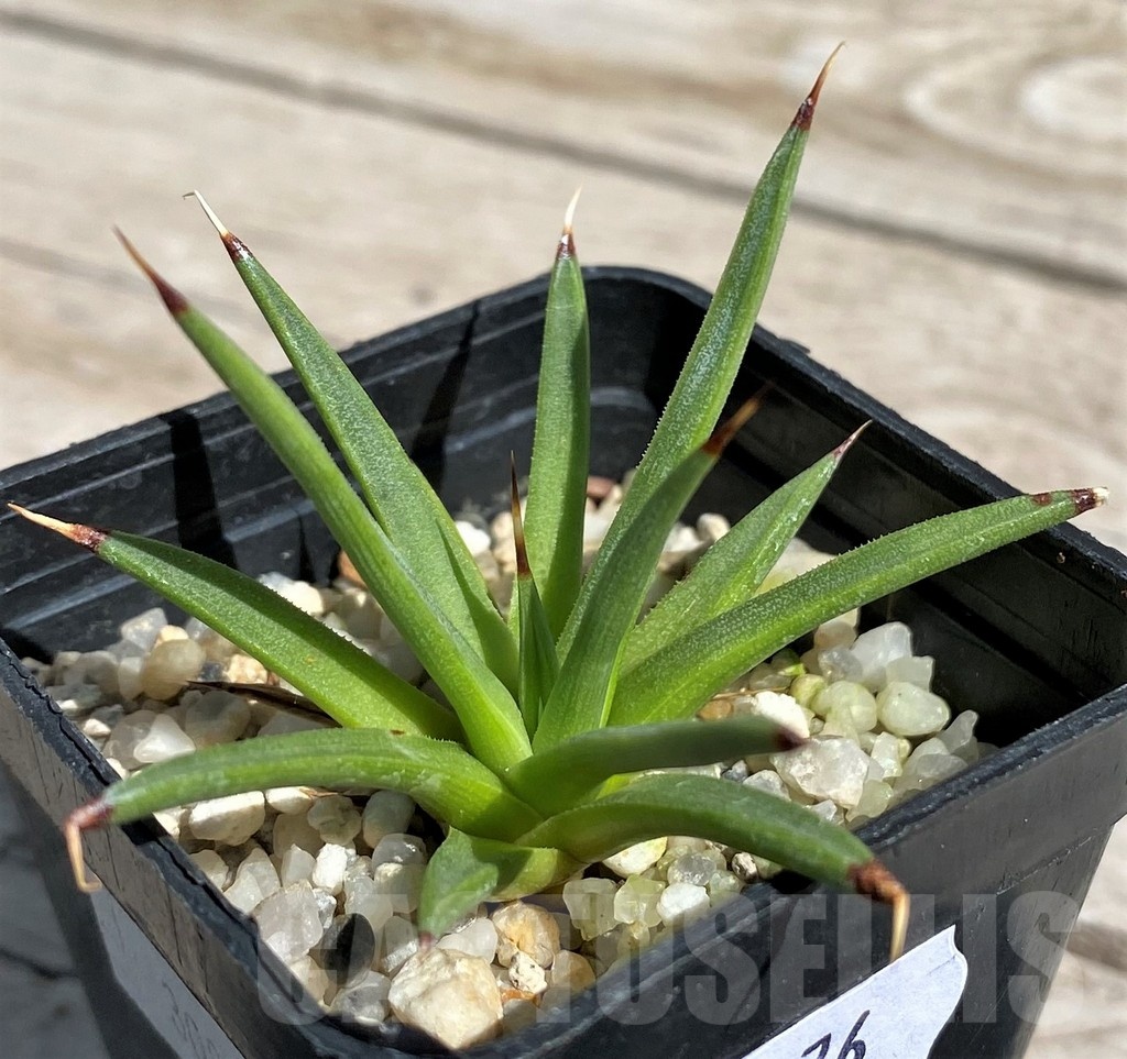 SH7576 Agave albopilosa - Image 2