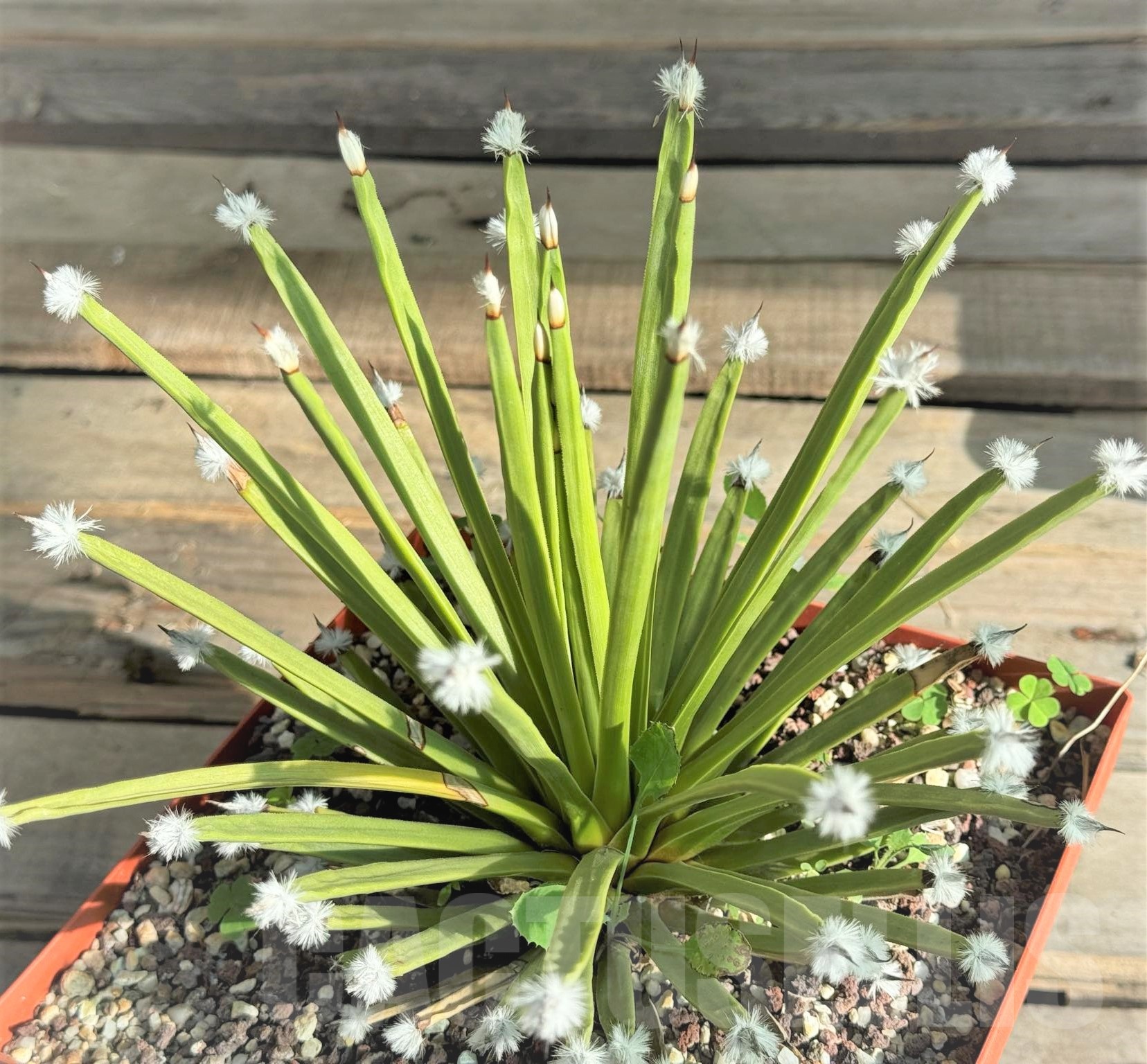 SH7577 Agave albopilosa