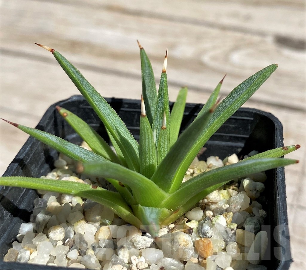 SH7577 Agave albopilosa - Image 2