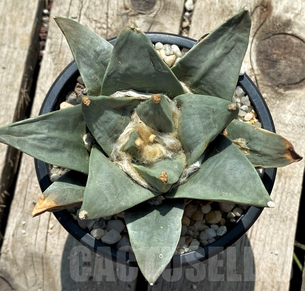 SH771 Ariocarpus retusus