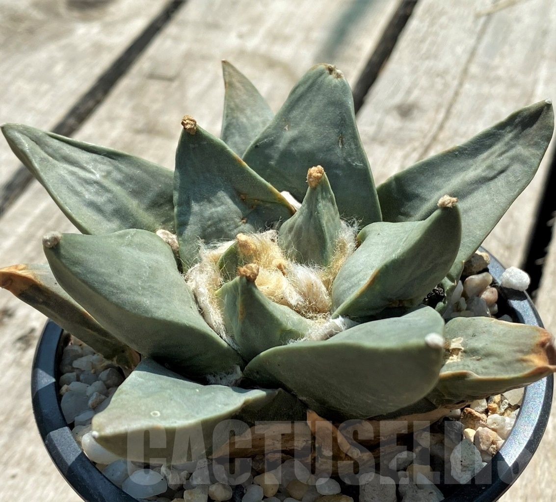 SH771 Ariocarpus retusus - Image 2