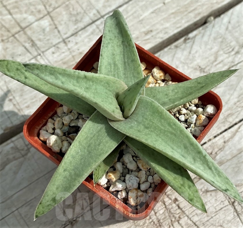 SH7819 Gasteraloe 'Sushak's White' - Image 2
