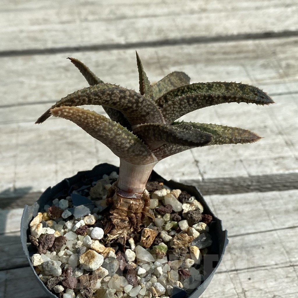 SH8465 Aloe ‘Vito’ x Gasteria armstrongii - Image 2