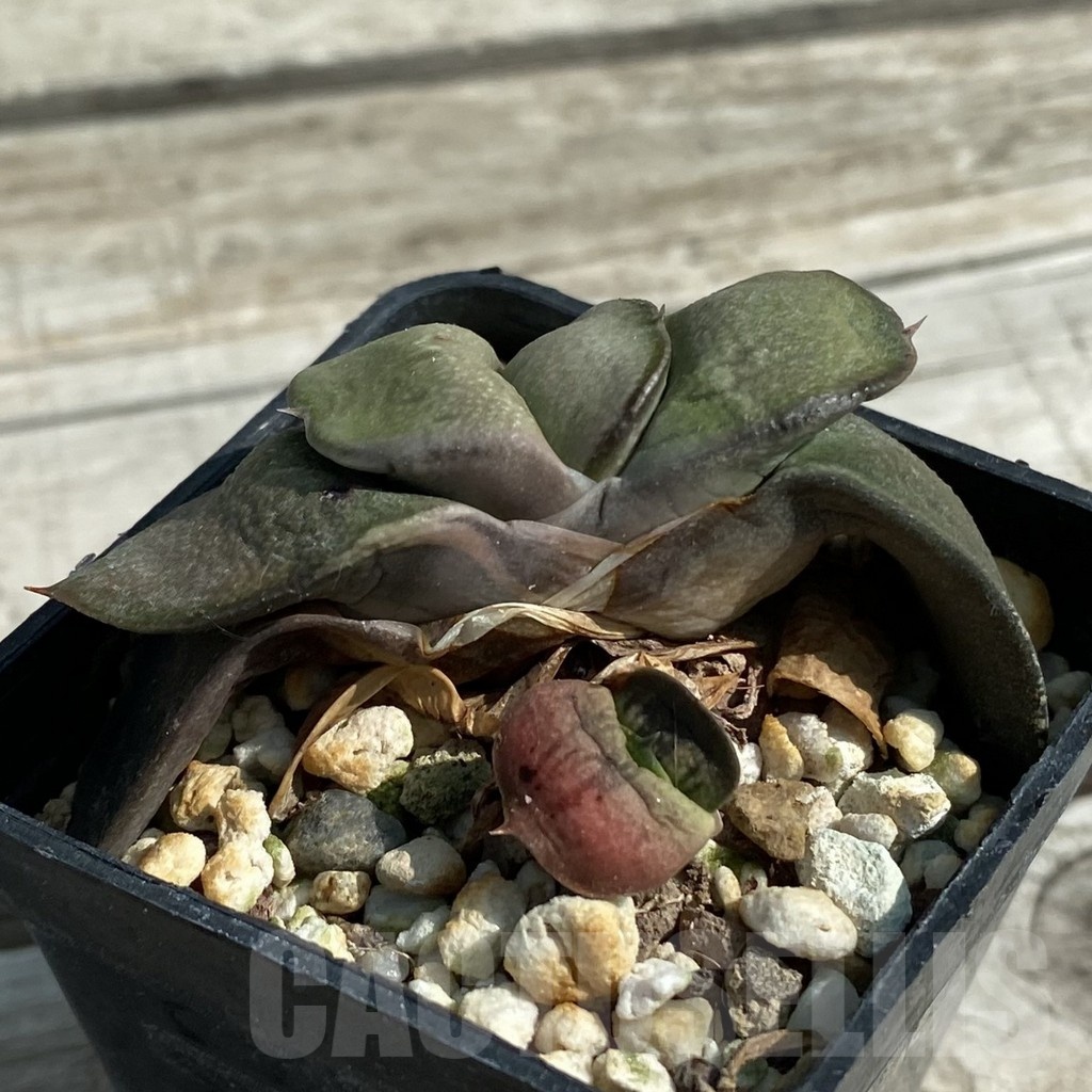 SH8474 Gasteria glomerata hybrid - Image 2