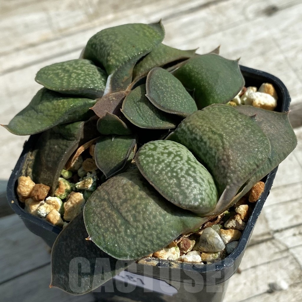 SH8481 Gasteria armstrongii hybrid, 2 plants - Image 2