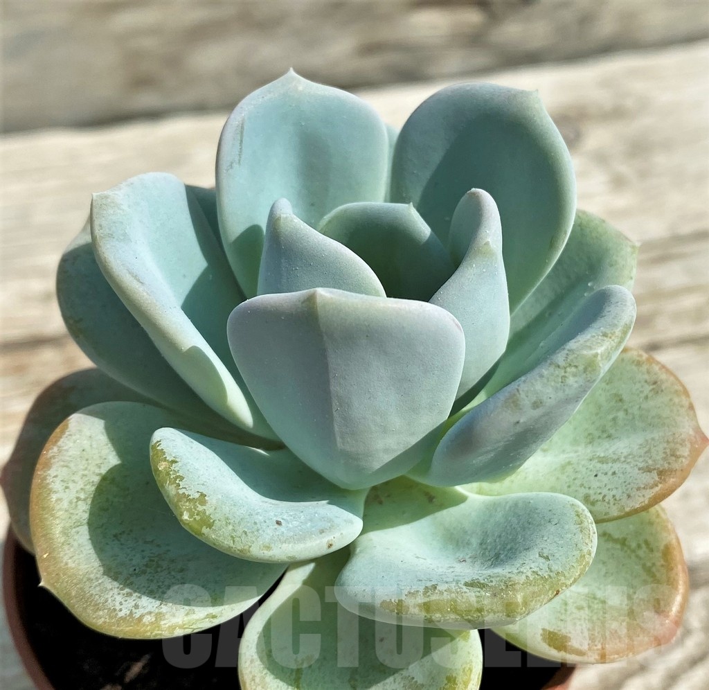 SHND14331 Echeveria 'Orpet' - Image 2