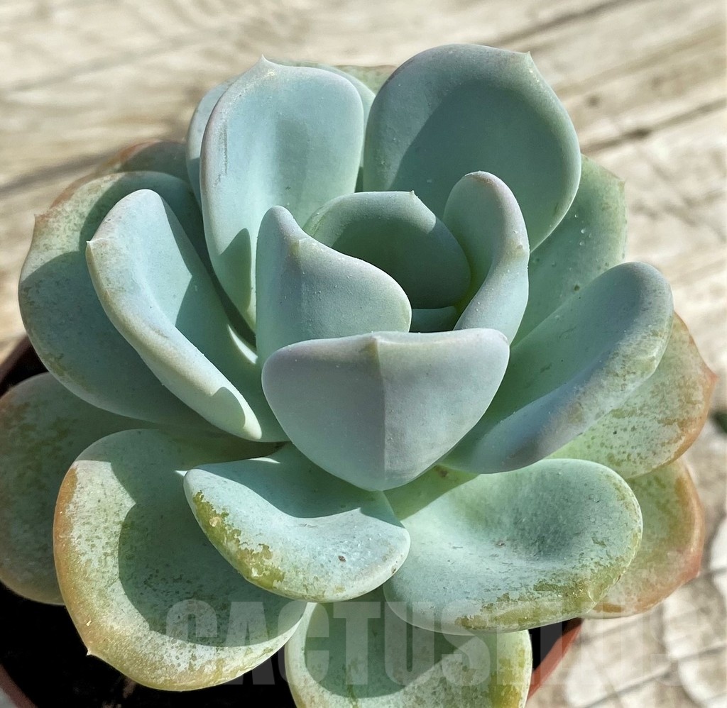SHND14331 Echeveria 'Orpet'