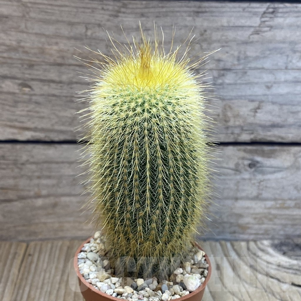 SHND5471 Notocactus leninghausii - Image 2