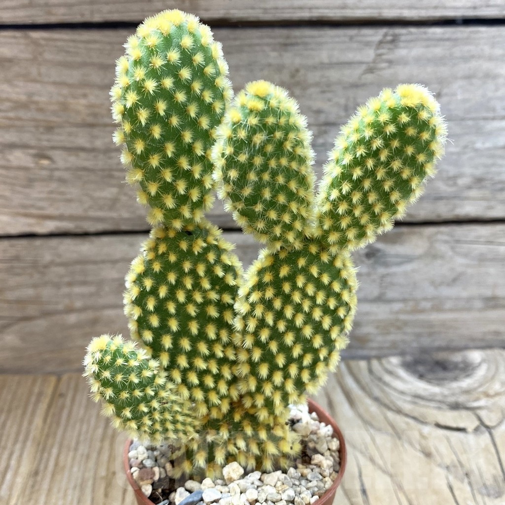 SHND5473 Opuntia microdasys 'Pallida' - Image 2
