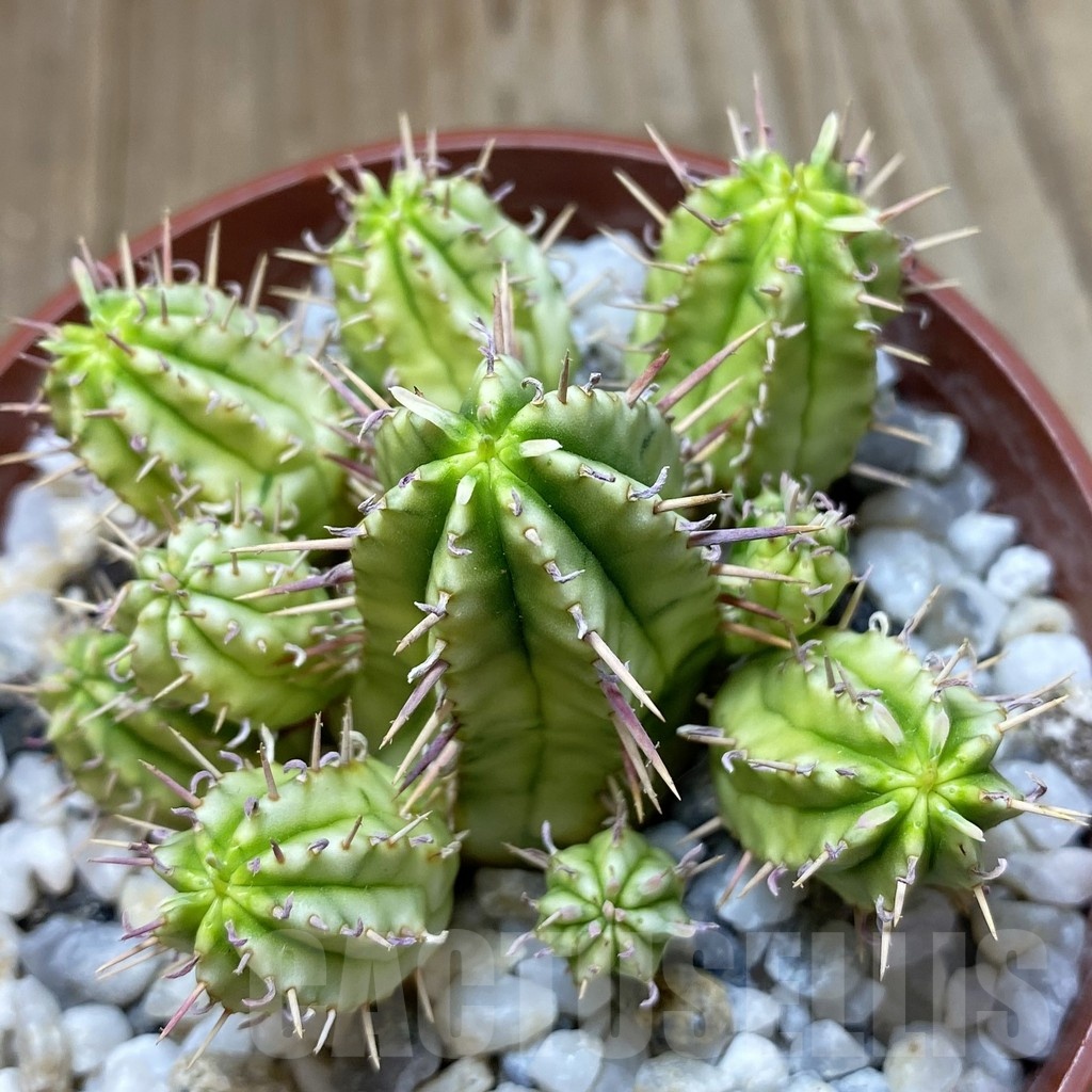 SL36602 Euphorbia aggregata f. variegata