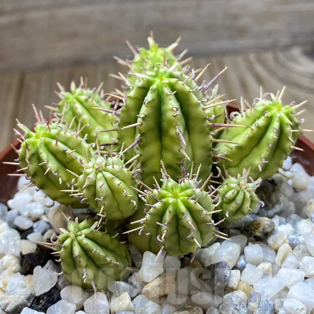 SL36602 Euphorbia aggregata f. variegata - Image 2