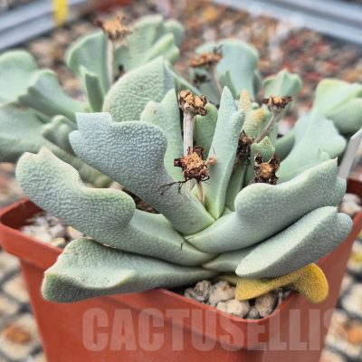 LOT896 20 SEEDS Schwantesia borcherdsii, harvest 2025