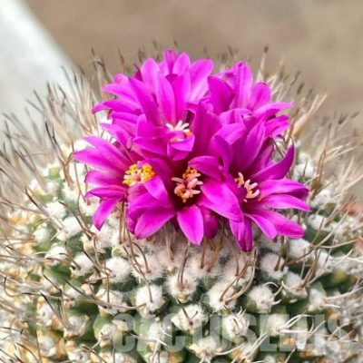 LOT1049 100SEEDS/100 СЕМЕНА Strombocactus esperanzae , 2025