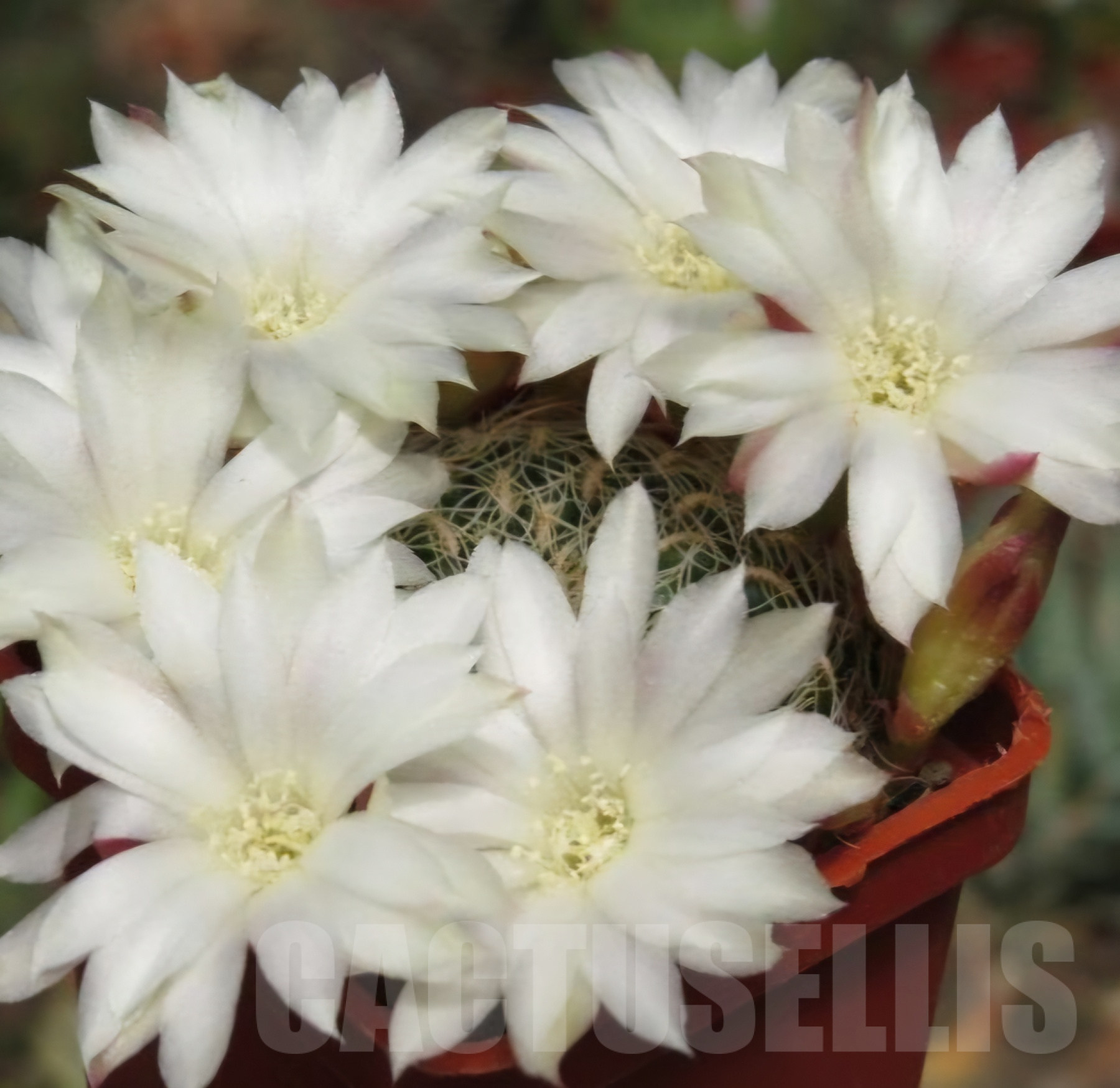 VVG10875 Sulcorebutia roberto-vasquezii , seedling