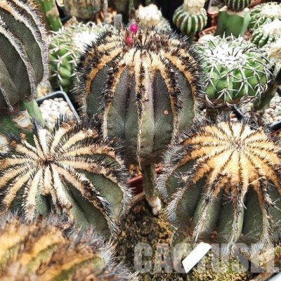 LOT245 10 SEEDS Uebelmannia pectinifera 2025