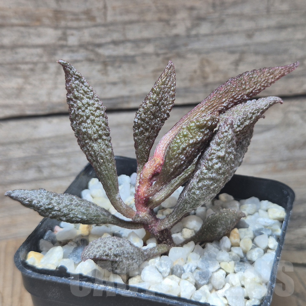 VVG10193 Adromischus marianiae 'herrei'