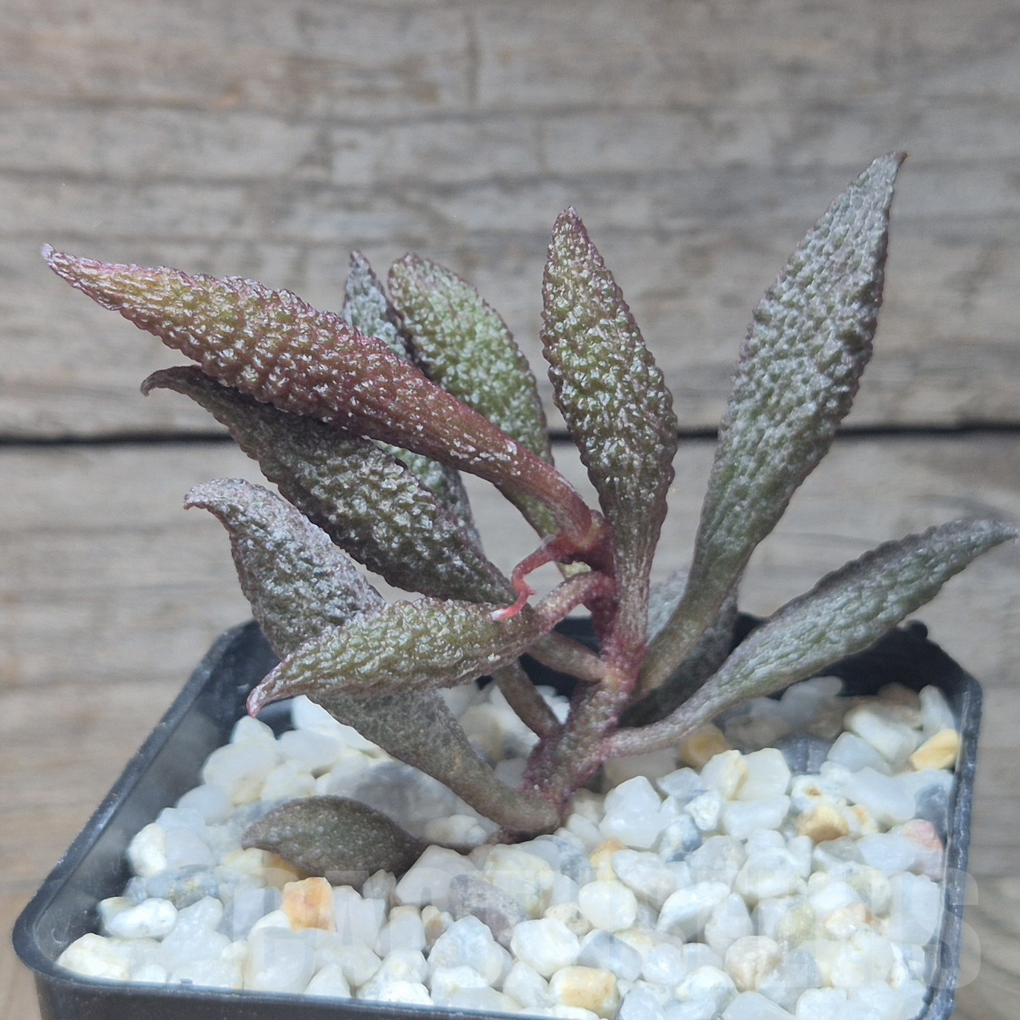 VVG10193 Adromischus marianiae 'herrei' - Image 2