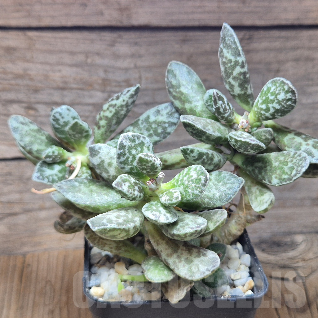 VVG10194 Adromischus marianae 'Bryan Makin'