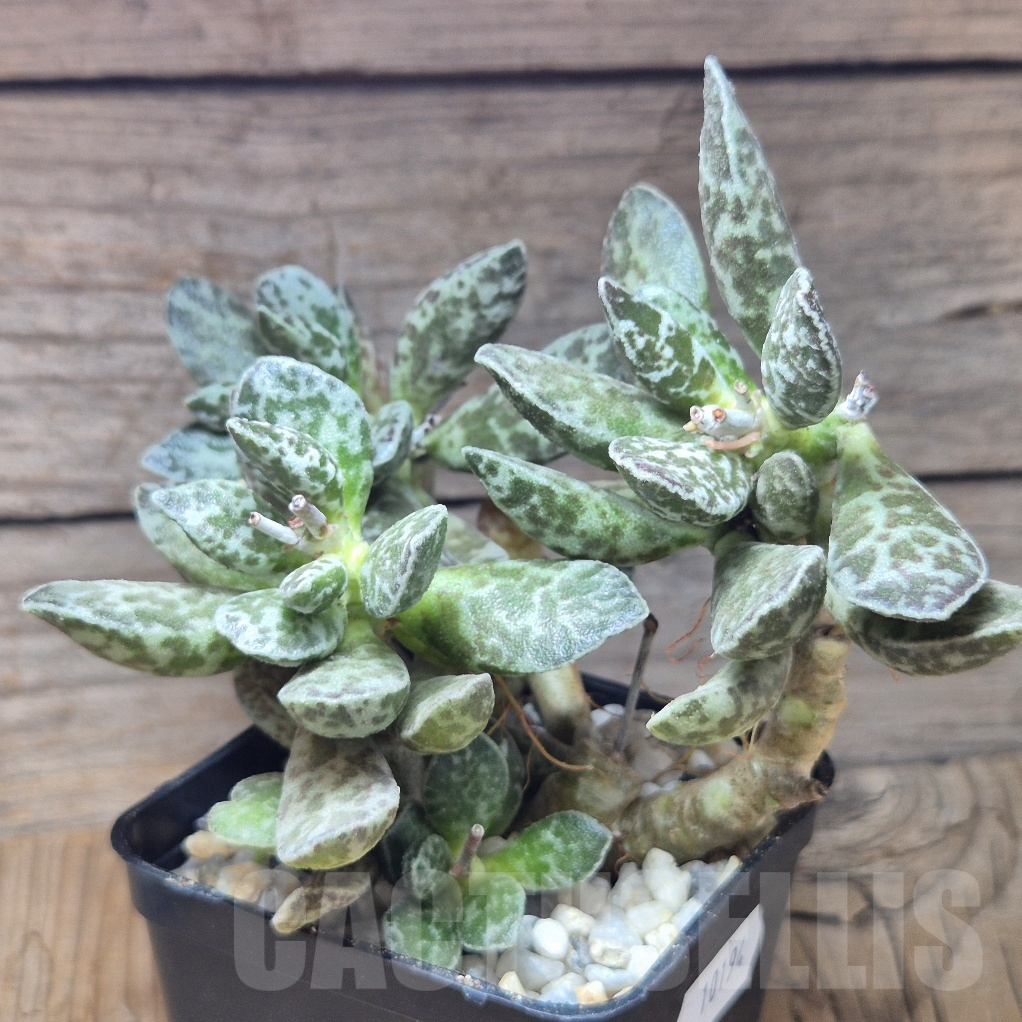 VVG10194 Adromischus marianae 'Bryan Makin' - Image 2