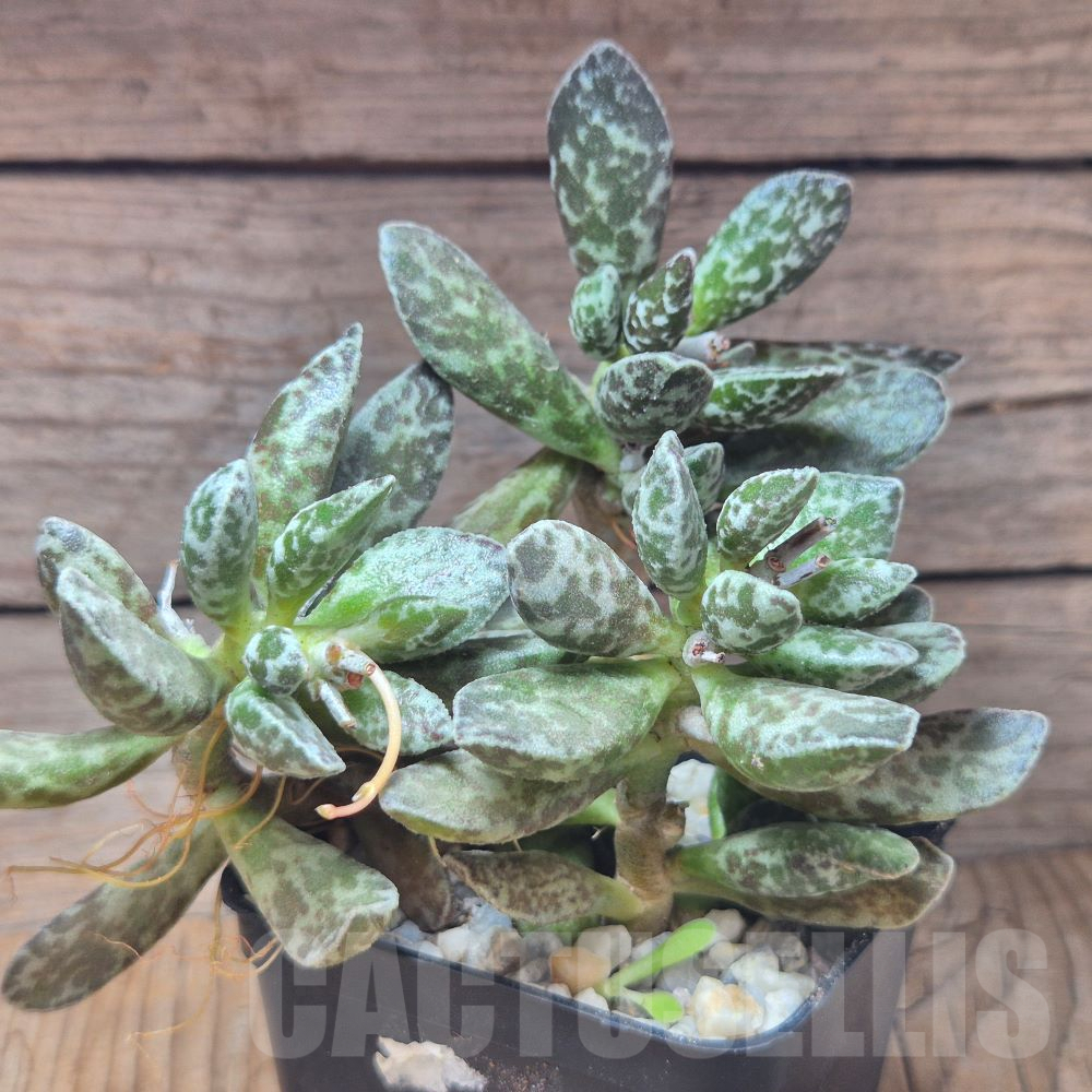 VVG10194 Adromischus marianae 'Bryan Makin' - Image 3