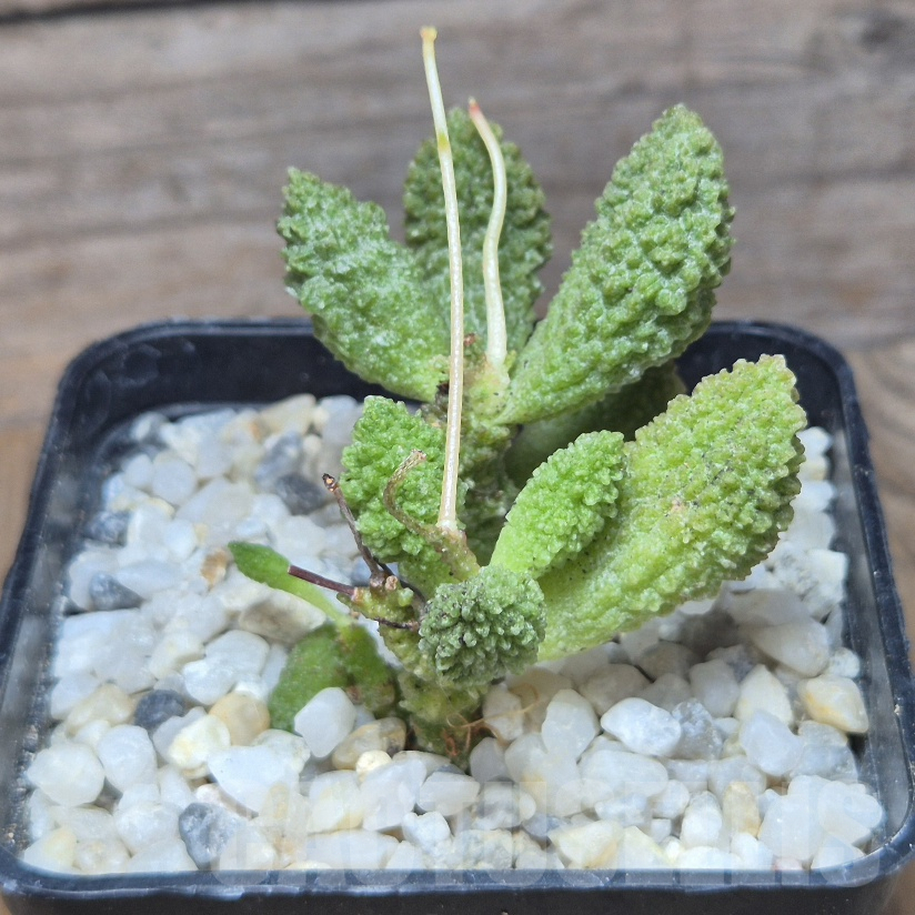 VVG10196 Adromischus marianiae 'herrei' - Image 2