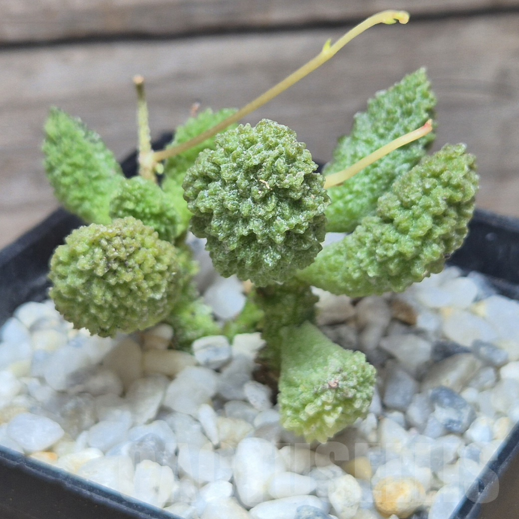VVG10196 Adromischus marianiae 'herrei'