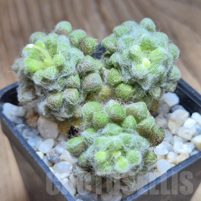 VVG10199 Anacampseros namaquensis -Aalwynsfontein-