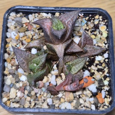 VVG10855 Haworthia coriacea x venosa clon 4