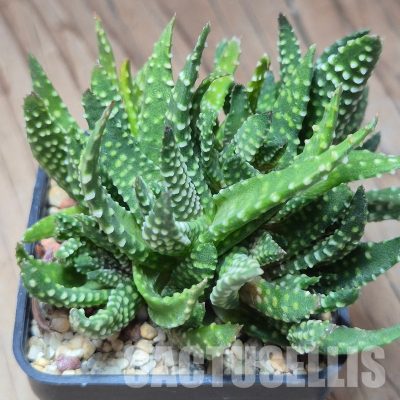 VVG10859 Haworthia pumila f.caespitosa monstrosa