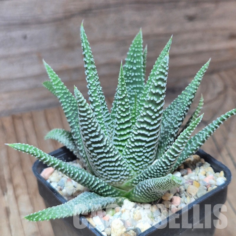 VVG10860 Haworthia minima -Bredasdorp- - Image 2