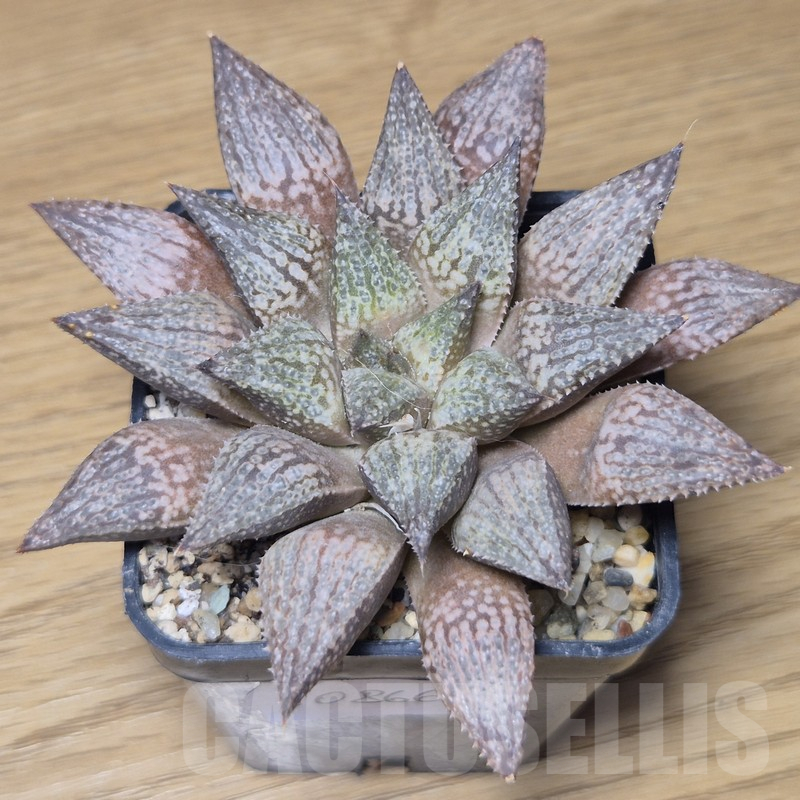 VVG10866 Haworthia reticulata x esterhuisenii x picta -Japan-
