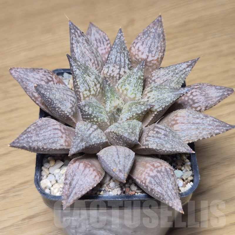VVG10866 Haworthia reticulata x esterhuisenii x picta -Japan- - Image 2
