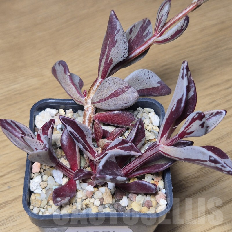 VVG10874 Lenophyllum gutatum f.variegata