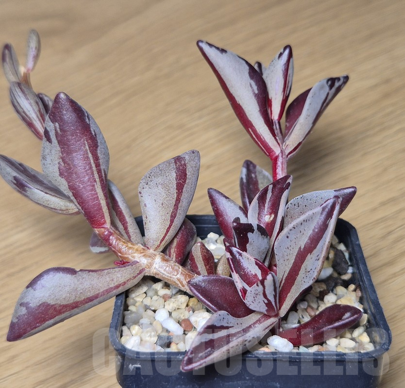 VVG10874 Lenophyllum gutatum f.variegata - Image 2
