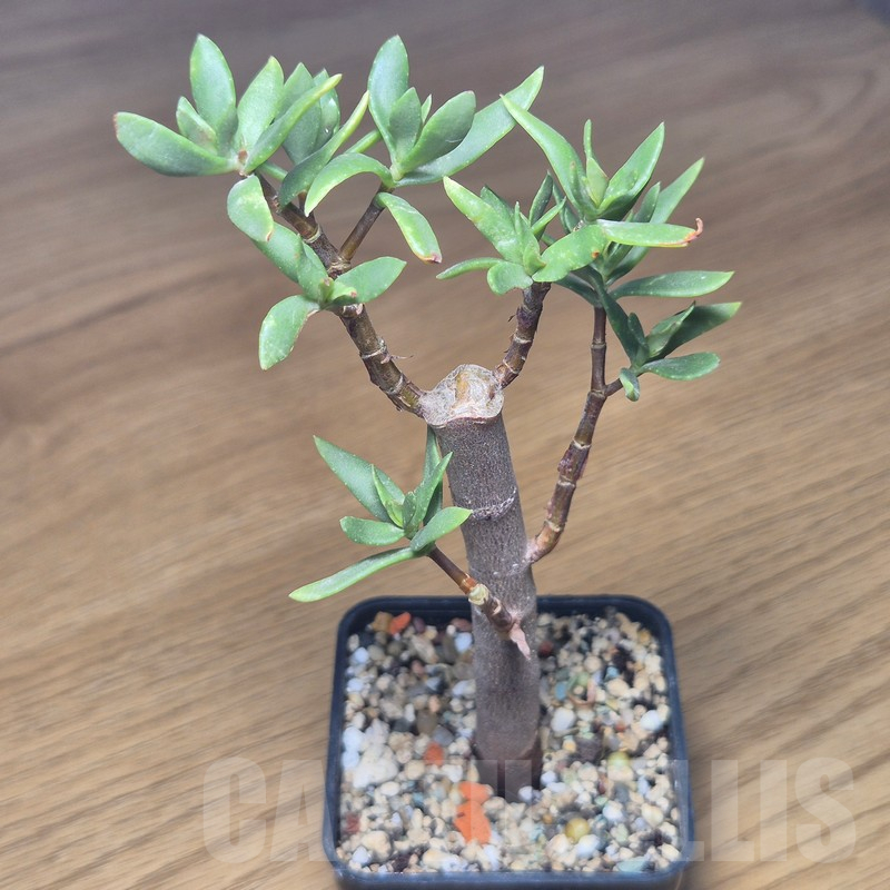VVG10877 Crassula sarcocaulis - Image 2