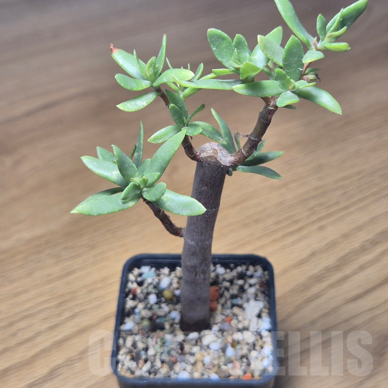 VVG10877 Crassula sarcocaulis